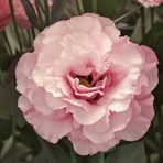 megcito Lisianthus (Lale Gül) Gelin Buketi Serisi - PEMBE (5 Tohum)