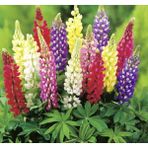 megcito Lupinus Acı Bakla Çiçeği Tohumu - 20 Adet
