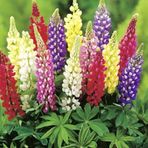 megcito Lupinus Acı Bakla Çiçeği Tohumu