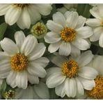 megcito Zinnia Çiçeği Tohumu ( Mini Çiçekli, Kirli Hanım ) Beyaz Renkli - 5 Tohum - 5 Adet