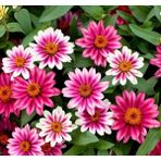 megcito Zinnia Çiçeği Tohumu ( Mini Çiçekli, Kirli Hanım ) Cherry Renkli - 5 Tohum - 5 Adet