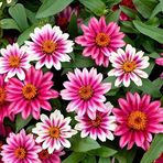megcito Zinnia Çiçeği Tohumu (Mini Çiçekli, Kirli Hanım) Cherry Renkli - 5 Tohum