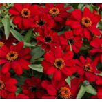 megcito Zinnia Çiçeği Tohumu ( Mini Çiçekli, Kirli Hanım ) Kırmızı Renkli - 5 Tohum - 5 Adet