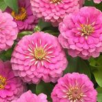 megcito Zinnia (Kirli Hanım) Büyük Geniş Çiçekli - GÜL RENGİ (5 Tohum)