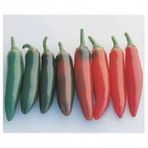 Meksika Biberi Tohumu Acı Jalapeno Tohumu 10 Tohum+ Tohum
