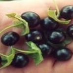 Meksika Jaltomato Tohumu(20 Tohum)