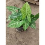 Melek Kanadı Çiçeği Fidanı 10-20 Cm