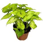 Melek Kanadı Çiçeği Fidanı 10-30 Cm Syngonium Mango Allusion