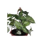 Melek Kanadı Çiçeği Ok Başı Sarmaşığı (Syngonium) Askılı Saksı'Da, BTS04062025BYB110