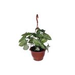 Melek Kanadı Çiçeği Ok Başı Sarmaşığı (Syngonium) Askılı Saksı'Da, BTSR454