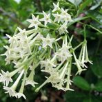 Melisa Çiçeği Fidanı 10 Adet - Cestrum Nocturnum