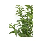 Melisa Çiçeği Fidanı 20-30 Cm