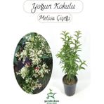 Melisa Çiçeği Yoğun Kokulu 1 Adet 30-40 cm Saksılı(Cestrum Nocturnum)