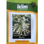 Melisa Çiçek Tohumu - Cestrum Nocturnum (~ Takribi 40 Tohum)