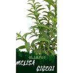 Melisa Fidanı Limon Çiçeği