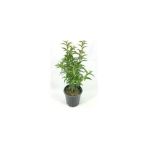 Melisa Fidanı Parfüm Çiçeği Fidanı Perfume Flower Seedling 10-30 Cm