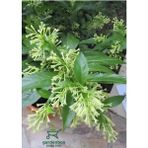 Melisa Kolanya Çiçeği Saksıda 30-60 cm (Cestrum Nocturnum)