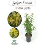 Melisa Parfüm Çiçeği 30-50 cm 1 Adet (Cestrum Nocturnum)