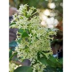 Melisa Parfüm Çiçeği Kolonya Çiçeği Cestrum Nocturnum 80 100 cm