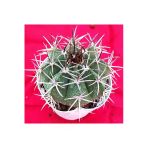 Melocactus-Kaktüs-10.5 cm SAKSI-REF4B/49
