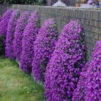 Menekşe Renginde Aubrieta Obrizya Çiçek Tohumu (100 tohum)
