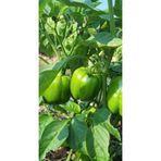 Mera Çiçekçilik Dolma Biber Fidesi 10 Adet