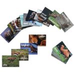 Meraklı Zebra Hayvanlar Temalı Alfabe Kartları Setleri (Iki Set Birden)