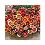 Meramlı Kız Gazania Çiçeği Tohumu 1 PAKET (20 adet)