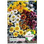 Meramlı Kız (gazania Splendens) Çiçek Tohumu 20 Adet