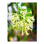 MERT TARIM Cestrum Nocturm. Kolonya Çiçeği Gece Yasemini Melisa Çiçeği Fidanı 20-30 cm
