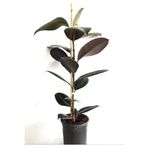 Mery Flowers Kauçuk Bitkisi 70-90 Cm Ev Bitkisi Ofis Bitkisi Salon Bitkisi Iç Mekan Bitki