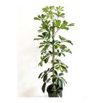 Mery Flowers Şeflera Bitkisi 100-120 Cm Schefflera Bitkisi 5 Parmak Bitkisi Ev Bitkisi Ofis Bitkisi Salon Bitkisi