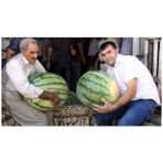 Meşhur Diyarbakır Karpuzu Tohumu 5 Tohumu + Tohum