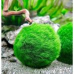 Mesmerizing Shopp Mesmerizingshopp Marimo Mossball Şans Getiren Yosun Topu 4 - 5 cm