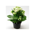 Mevsim Fidancılık Beyaz Kalanşo Kalanchoe Emel Hanım Kardeş Kanı Çiçeği 10-20 cm