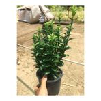 Mevsim Fidancılık Tam Yeşil Taflan Fidanı Euonymus Japonıcus 10-20 cm