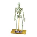 Mey İthalat® Bilim Seti : İnsan İskeleti