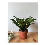meyland Draceana Compacta - Tek Gövdeli
