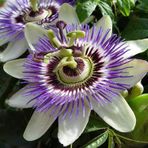 Meyveli Passiflora Edulis 5 Adet Tohum