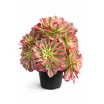 Mialys İthal Sukulent Aeonium ‘Pink Witch’ | Nadir Koleksiyonluk Canlı Bitki - 8 cm Saksıda