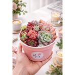 Mialys Premium Sukulent Aranjmanı Özel Gün Hediyelik İthal Pastel Renkli Türler Canlı Bitki - 12 cm Saksıda
