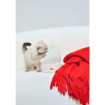 Miav Bere 1913311-620 Beyaz-620 One Size