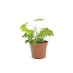 Mimosa pudica Küstüm Çiçeği 10-20 cm