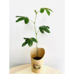 Mimosa Pudica (Küstüm Çiçeği) Canlı Bitki 10-20 cm