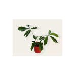 Mimosa Pudica (Küstüm Çiçeği) Fidesi 10-20 Cm