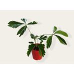 Mimosa Pudica (Küstüm Çiçeği) Fidesi 20-25 Cm, 8.5 cm Saksıda