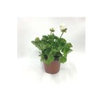 Mimoza 1 Adet Sardunya Çiçeği + 1 Adet Ceylan Gözü Fidanı 10-20 cm