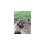 Mimoza Acem Halısı Çiçeği Fidanı 10-20 Cm