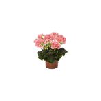 Mimoza Açık Pembe Sardunya Çiçeği Fidesi Fidanı 10-20 cm