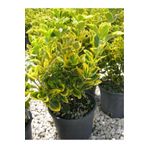 Mimoza Alacalı Gold Taflan Fidanı 20- 30 Cm